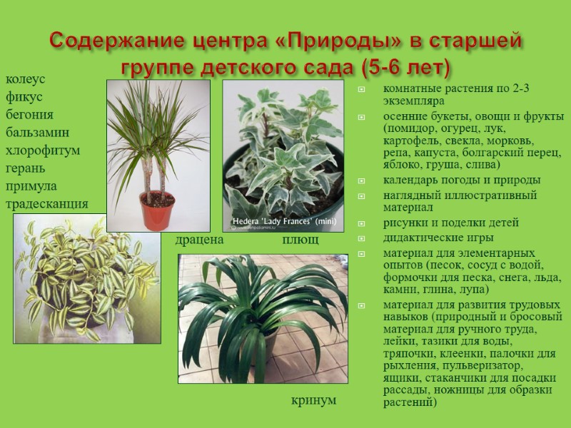 Содержание центра «Природы» в старшей  группе детского сада (5-6 лет) комнатные растения по